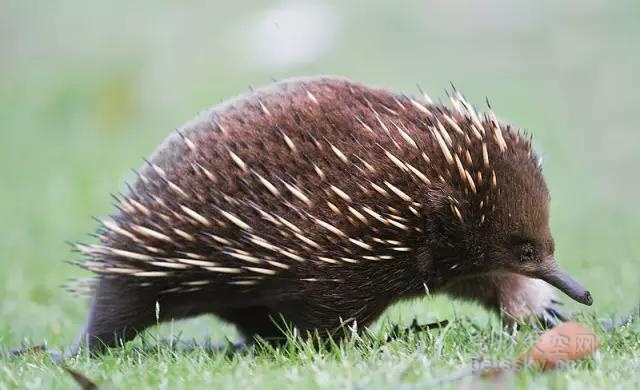 澳大利亚的特有动物“针鼹”