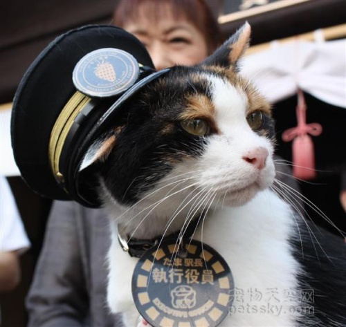 日本举行猫咪站长浮雕揭幕式 继任花猫站长“二玉”也出席