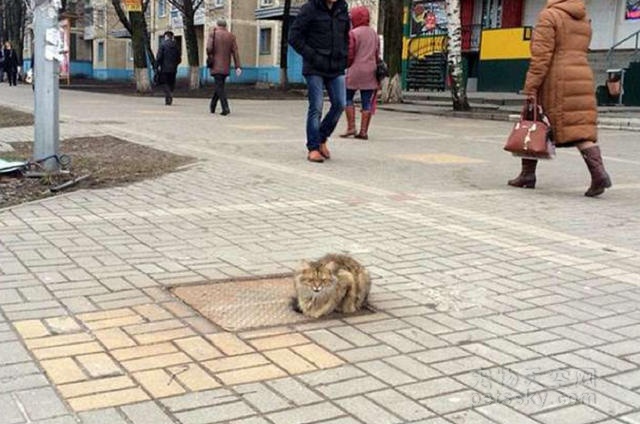 俄罗斯一只猫咪被遗弃在街头 猫咪在那个位置生活了一年