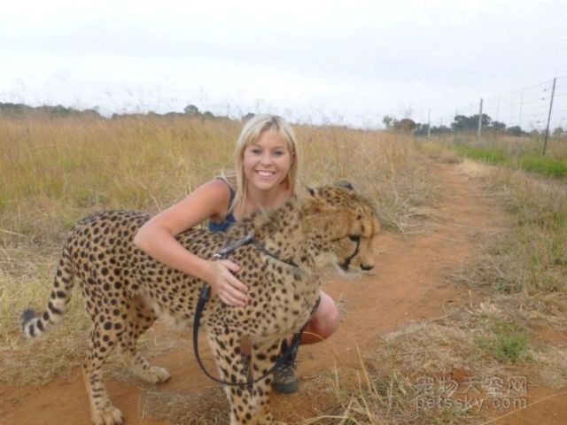 女士养猎豹当宠物 真正的“美女与野兽”