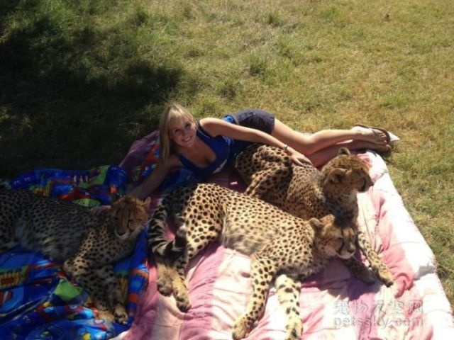 女士养猎豹当宠物 真正的“美女与野兽”