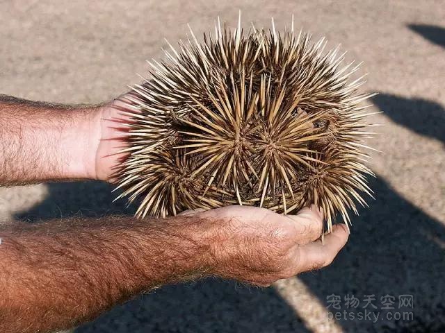 澳大利亚的特有动物“针鼹”