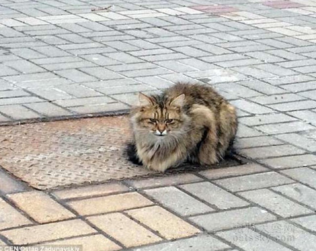 俄罗斯一只猫咪被遗弃在街头 猫咪在那个位置生活了一年