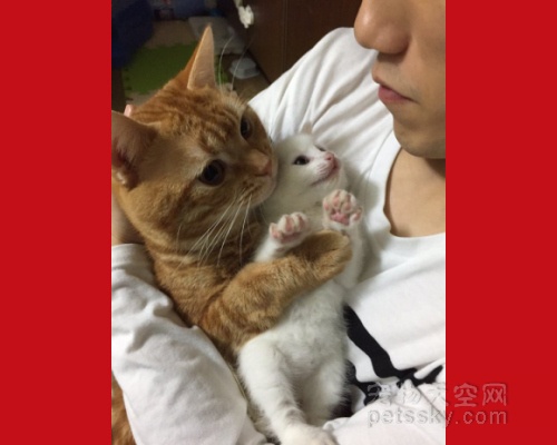 日本一只“抱抱猫”在网上火了 自带暖男光环