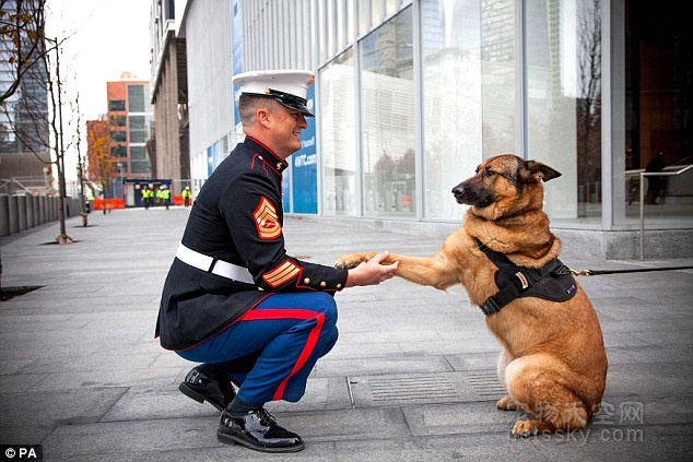 因嗅出炸弹而失去一条腿的狗狗 在英国获得“迪金勋章”