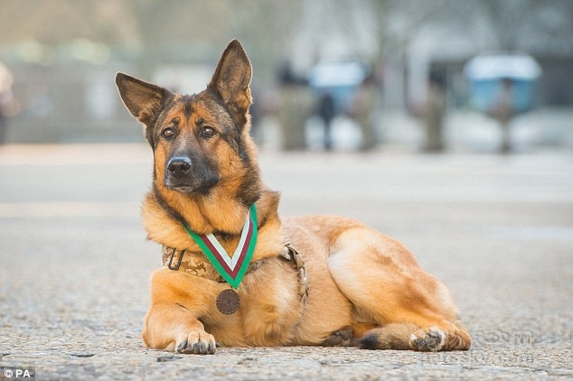 因嗅出炸弹而失去一条腿的狗狗 在英国获得“迪金勋章”