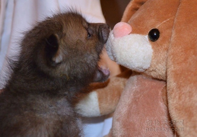 狐狸宝宝与玩具兔子的友谊 一种爱恨交织的感情