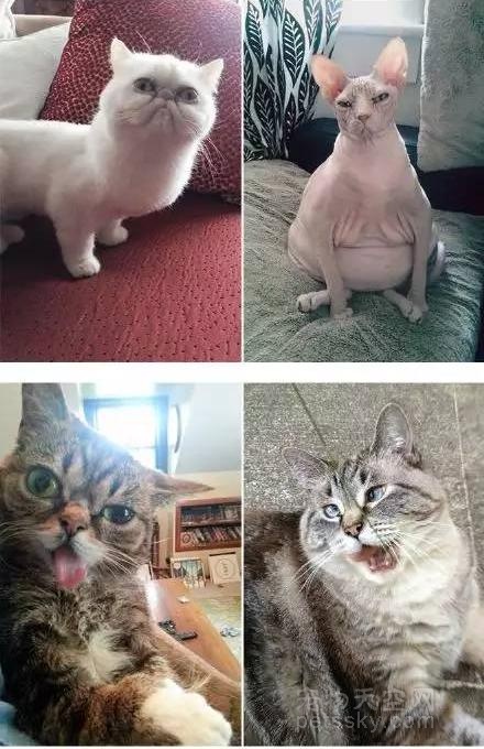 分享八张搞笑的猫咪照片 祝大家愚人节快乐