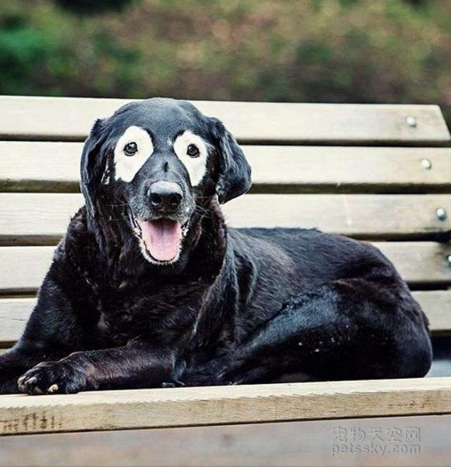 患有罕疾的白眼圈狗狗 反而成为网络上很红的明星犬