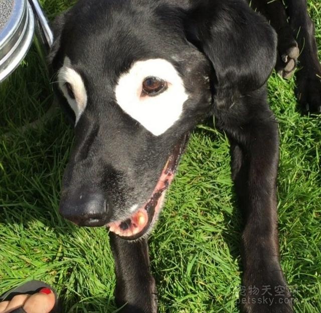 患有罕疾的白眼圈狗狗 反而成为网络上很红的明星犬