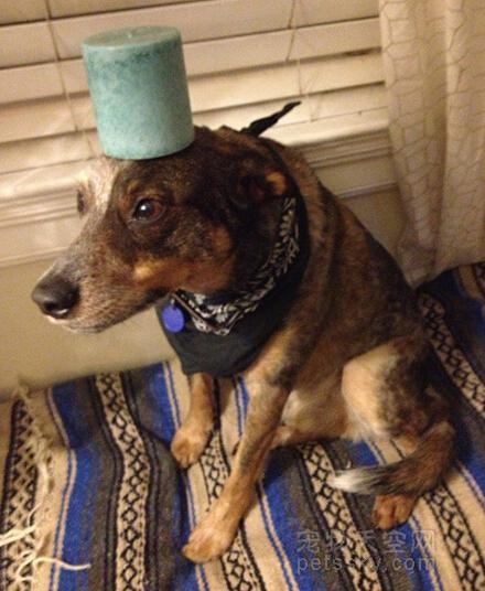 平衡感超强的一只狗狗 头上能hold住很多东西