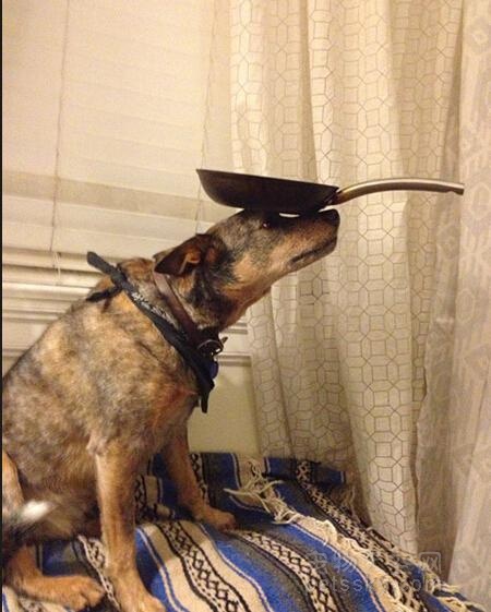 平衡感超强的一只狗狗 头上能hold住很多东西