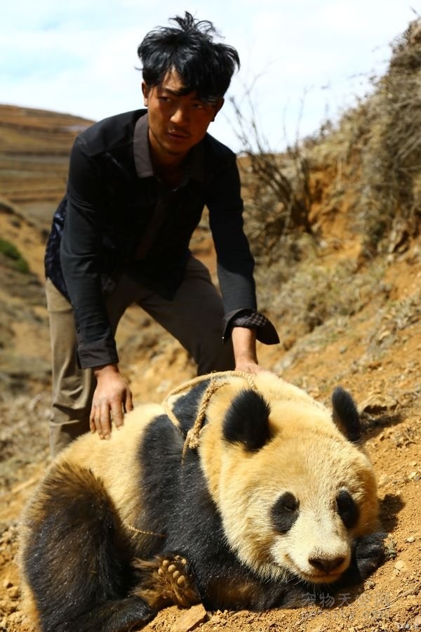 野生大熊猫闯进四川的一个村子里