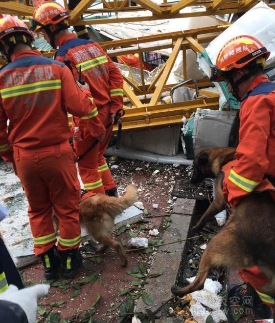 广州工地因雷电大雨坍塌 再次看到消防犬的身影