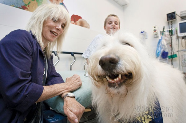 加拿大医院允许重病患者的宠物探望主人
