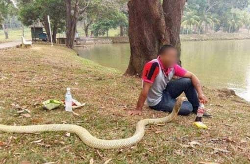 泰国男子与眼镜蛇为伴 他相信这条蛇是女友的转世