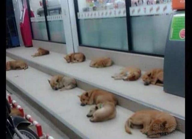 一大波流浪猫狗躺在超市门口乘凉