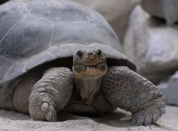 八十岁的乌龟第一次当妈妈