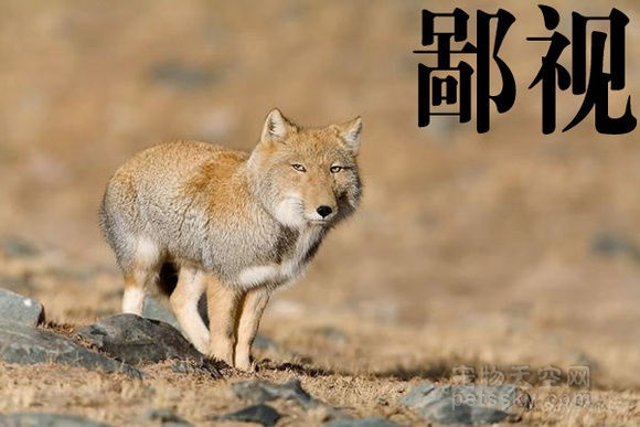 藏狐才是真正的表情帝 分享六张表情照片