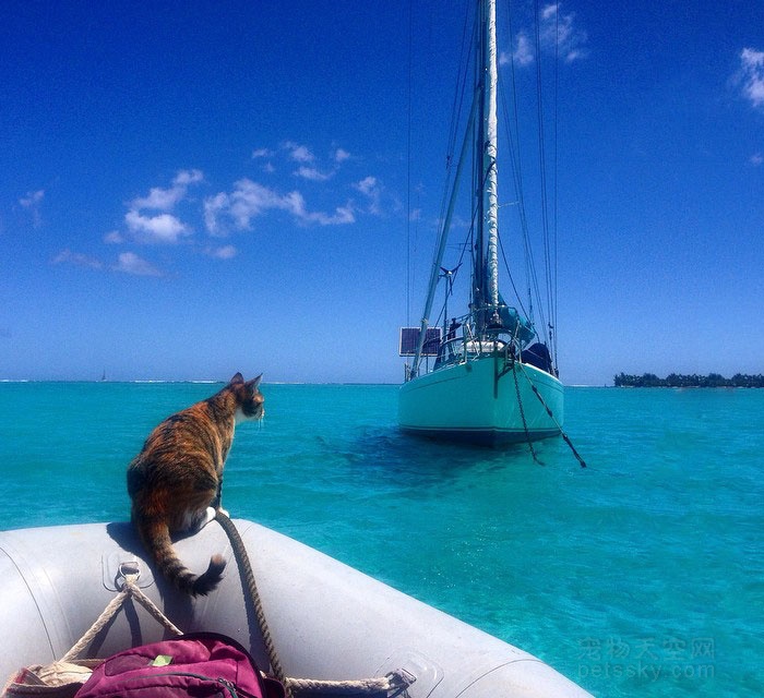 34岁女子带猫咪在海上四处旅行