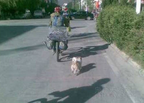 小狗在川藏线上偶遇骑行者 从四川雅江跑到了西藏拉萨