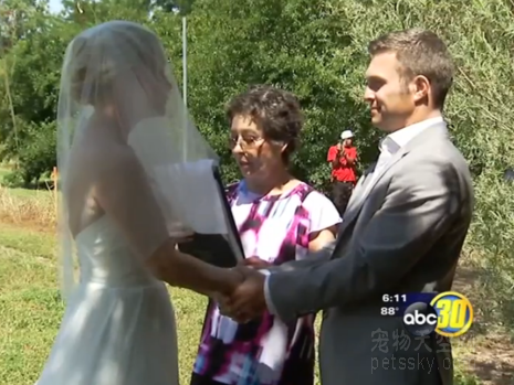 加拿大的一对夫妻结婚时 1000位特殊的“嘉宾”参加婚礼