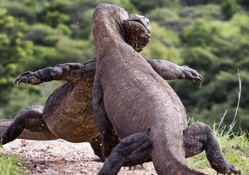 偷拍两只科莫多巨蜥在打架