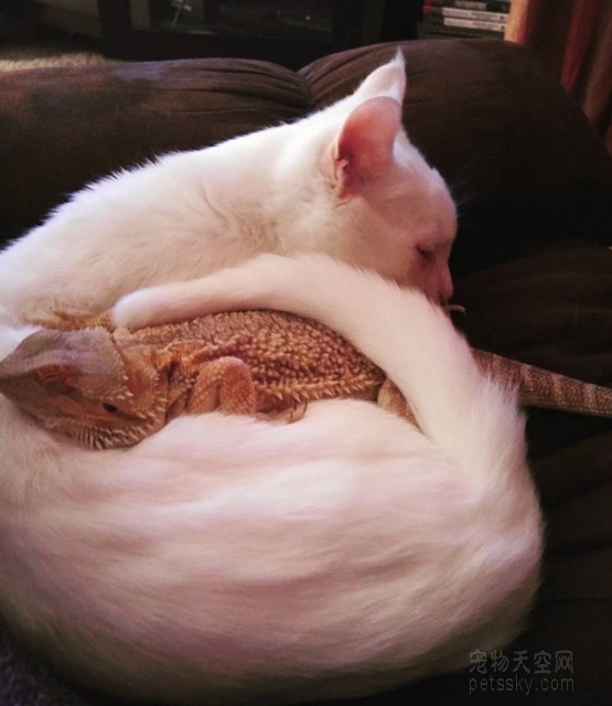 一只猫咪和一只蜥蜴在秀恩爱