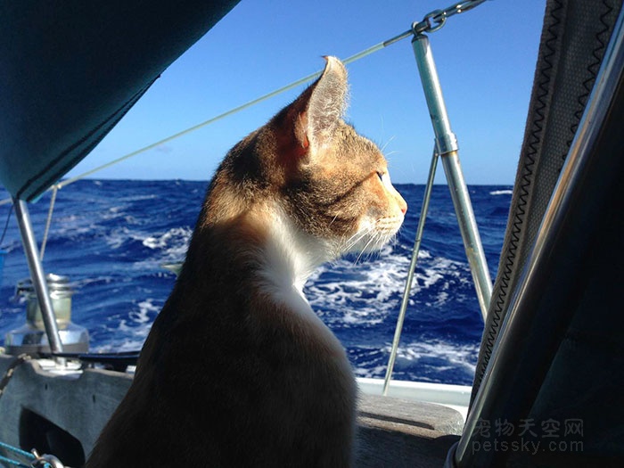 34岁女子放弃了调酒师的工作 带猫咪在海上四处旅行