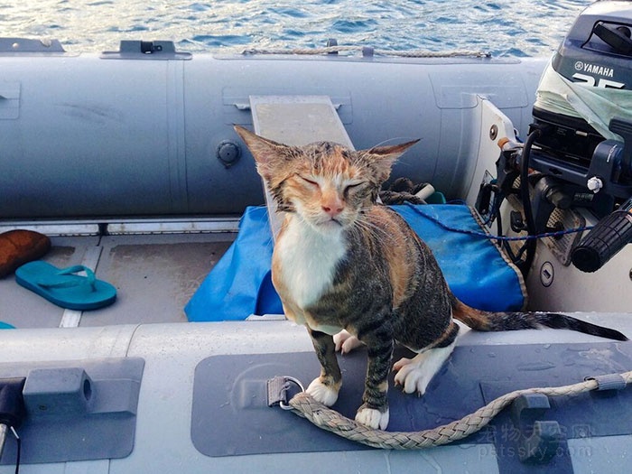 女子放弃了调酒师的工作 带猫咪在海上四处旅行