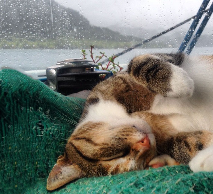 女子放弃了调酒师的工作 带猫咪在海上四处旅行
