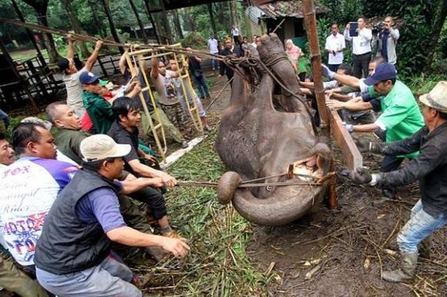 动物园里的大象生病后没有被救治 临终前流了一滩眼泪