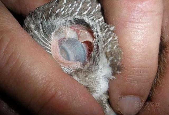 养猫头鹰的网友一定要注意 拨动耳朵可能会伤到眼睛