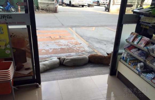 一大波流浪猫狗躺在超市门口乘凉