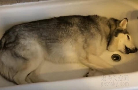悲伤的哈士奇直接躺在了浴缸里