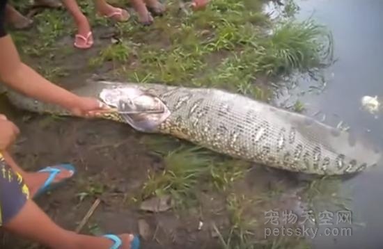 泰国男子在河边抓到瘫痪的巨蟒 剖开蛇肚后让人惊呆