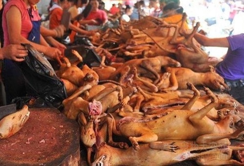 玉林狗肉节 被屠杀的狗狗
