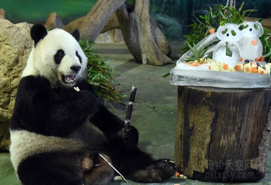 台北市政府：大陆赠台熊猫团团得犬瘟热死亡