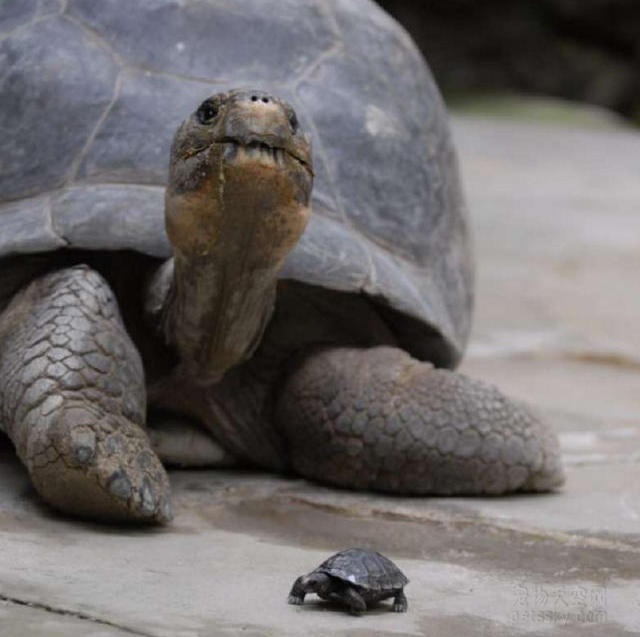 80岁的乌龟第一次当妈妈 而且一下子有了9个宝宝
