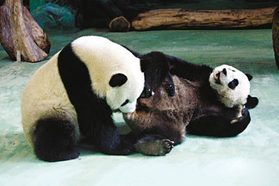 台北市政府：大陆赠台熊猫团团得犬瘟热死亡