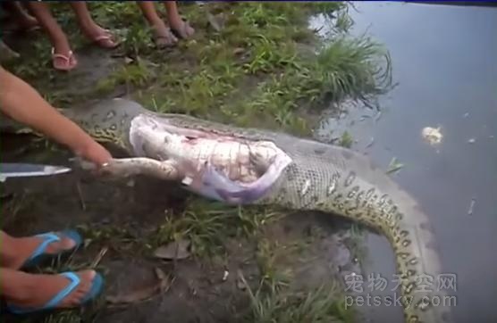 泰国男子在河边抓到瘫痪的巨蟒 剖开蛇肚后让人惊呆