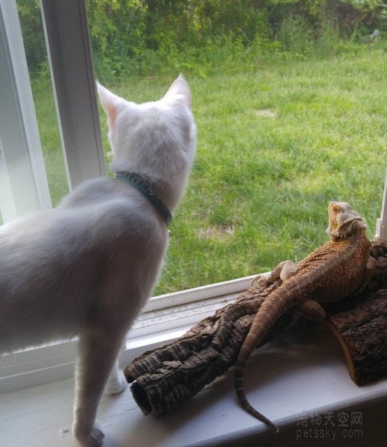 一只猫咪和一只蜥蜴在秀恩爱