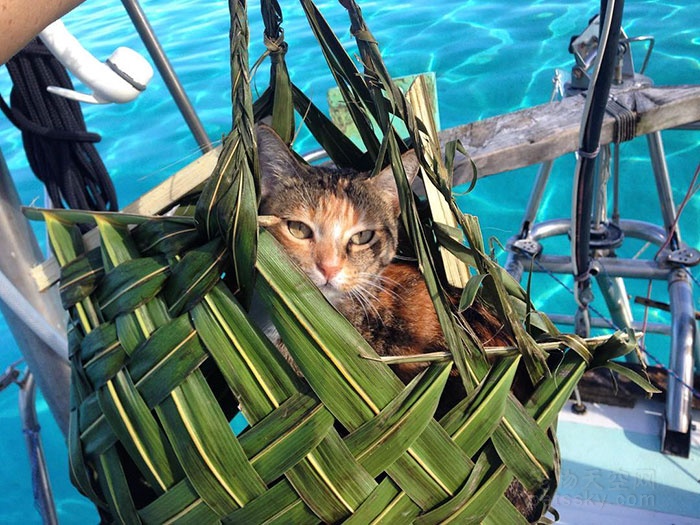 34岁女子放弃了调酒师的工作 带猫咪在海上四处旅行