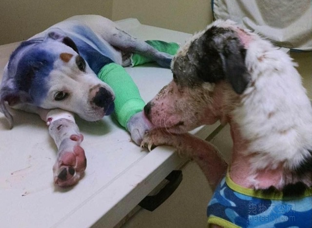 两只都有过不幸经历的狗狗 诊所里患难与共并相互安慰