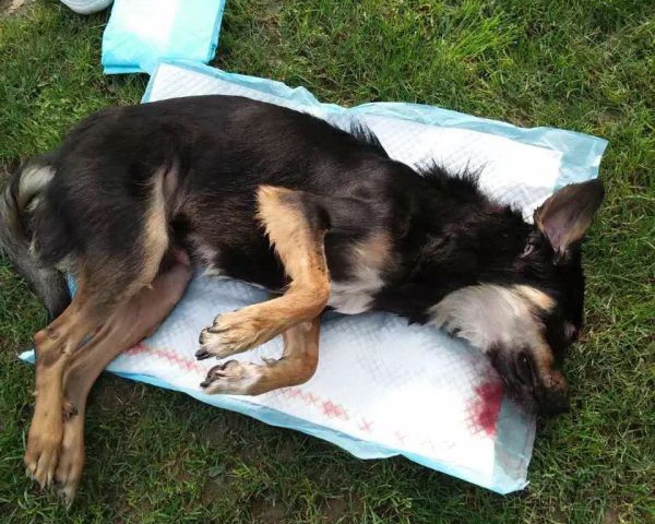 上海一只狗疑被公园保安打死