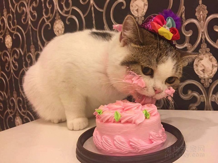 过生日吃上蛋糕的猫咪
