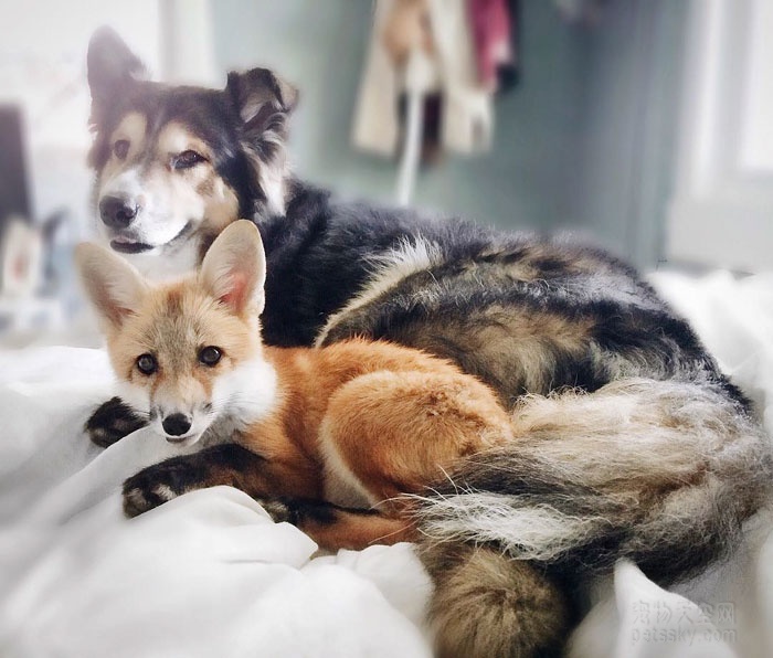 狐狸Juniper和狗狗Moose