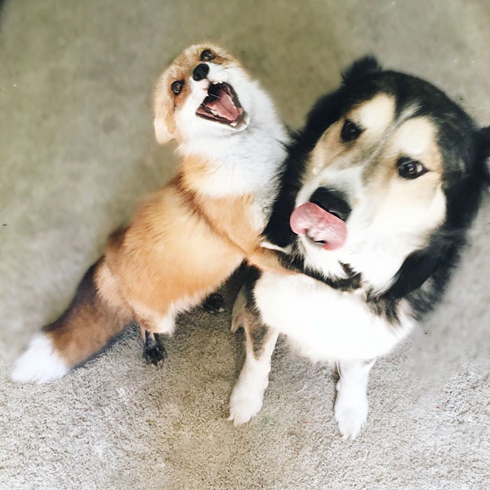 狐狸与狗狗成为了好朋友 它们之间的友谊让人都羡慕