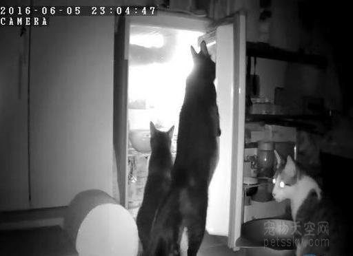 两只扫货一只望风：三只猫咪分工开冰箱偷小鱼干