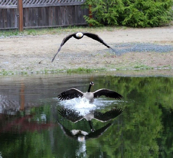 一只老鹰和一只鹅打架